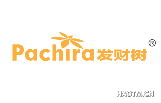 发财树 PACHIRA