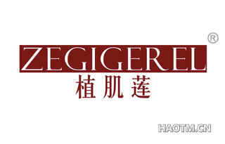 植肌莲 ZEGIGEREL