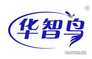 华智鸟 