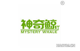 神奇鲸 MYSTERY WHALE