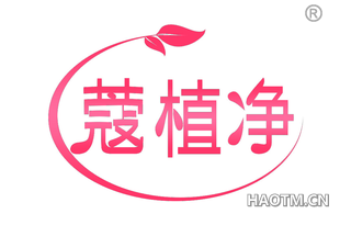 蔻植净 